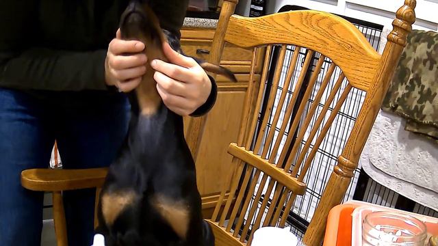 Doberman puppy ear posting instructions смотреть онлайн