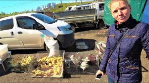 Дела житейские про курей, кролей, поросей, картошку и грядки под сибирские арбузы