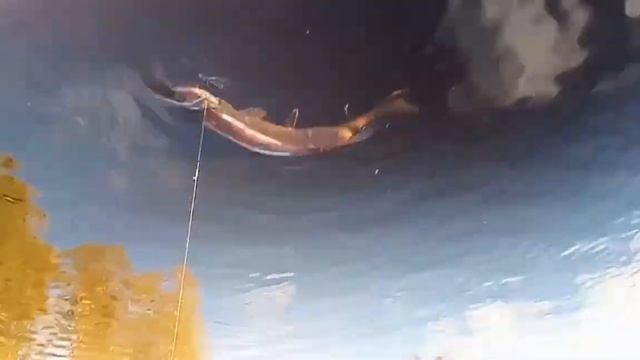 Short but fat pike смотреть онлайн
