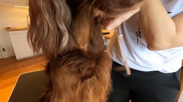 Grooming Part 2 - Irish Red Setter - Neck & Head смотреть онлайн