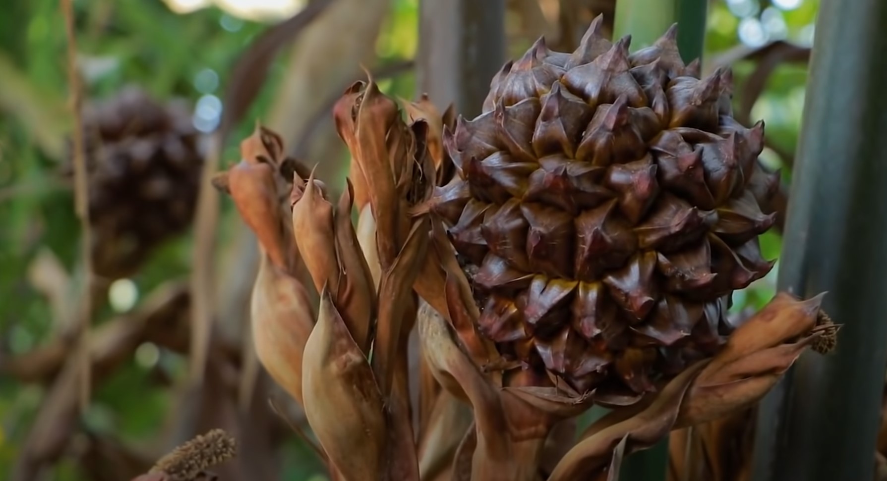 Мангровая пальма (Нипа)/ Как это растет смотреть онлайн