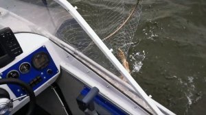 Yamaha F 60 FETL мотор. Лодка Салют 480. Кривошеено. Молчаново. Рыбалка осень 2022. Щука. Судак.