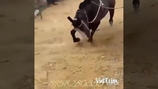 Лошадиные танцы,,??? смотреть онлайн