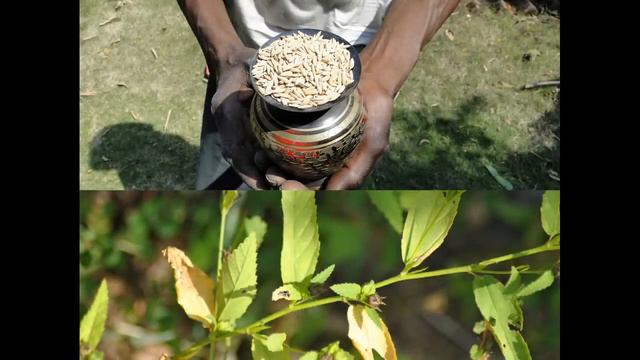Medicinal Rice P5K Formulations for Kerria Excess: Pankaj Oudhia's Medicinal Plant Database смотреть онлайн