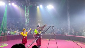 Цирк СЧАСТЬЯ #волгоград #цирксчастья #смех #смехдослез #цирквволгограде