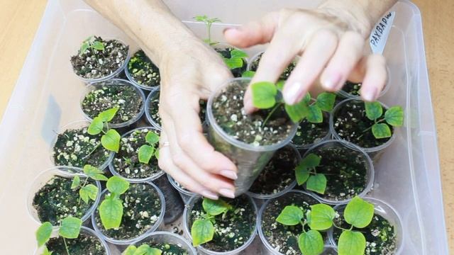 РАЗМНОЖАЕМ КЛЕМАТИСЫ ПРАВИЛЬНО. Мои секреты успешного черенкования клематисов. Результат 100% смотреть онлайн