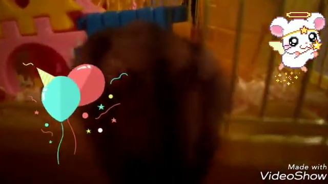 У меня день рождения!!!Хомяки поздравляют!!! смотреть онлайн
