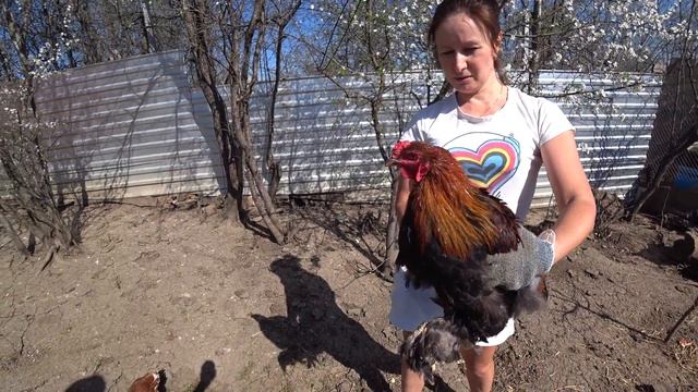 Лохмоногий хитрец. Петух всю жизнь прикидывался курицей. смотреть онлайн