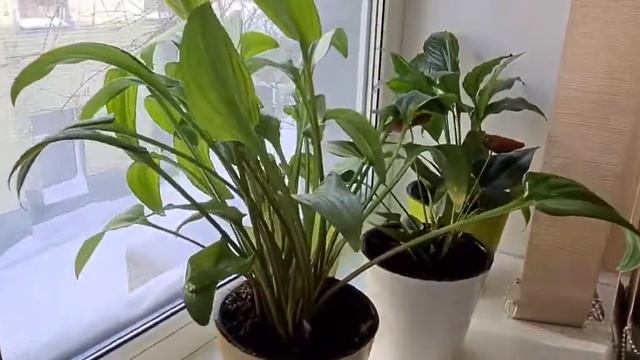 Как заставить декабрист цвести два раза! Цветущая кислица - "цветок бабочки" смотреть онлайн