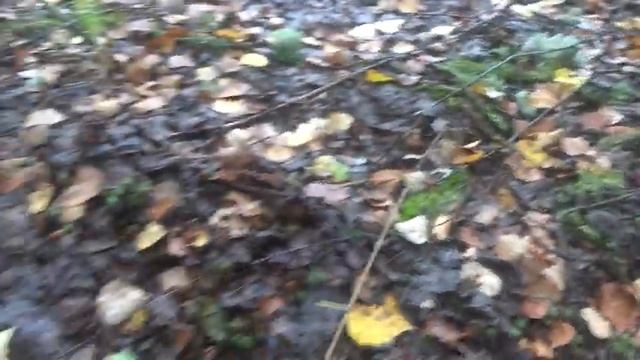 Белый гриб, челыши и подберезовики. смотреть онлайн