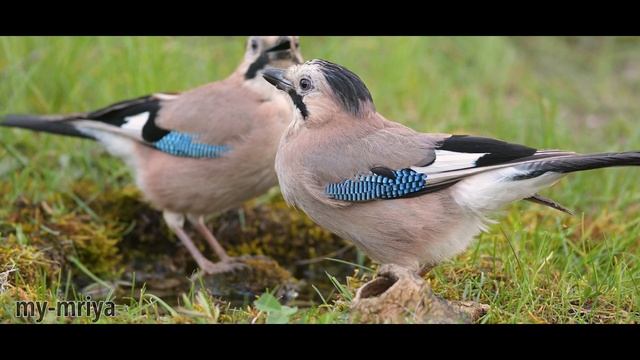 Сойка и синички. "Война" за арахис. смотреть онлайн