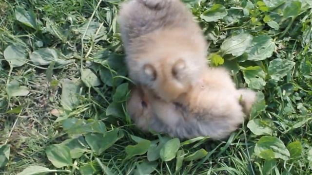 Цветочек Калины Злата и Паша д.р.23.03.2016 смотреть онлайн