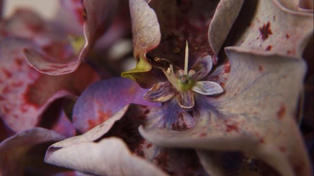 Hydrangea close ups смотреть онлайн