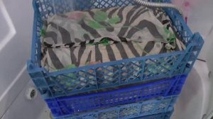 Солод для пива своими руками в домашних условиях.