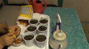 Луковая шелуха  Применение в саду и огороде  Как удобрение и средство в борьбе с вредителями