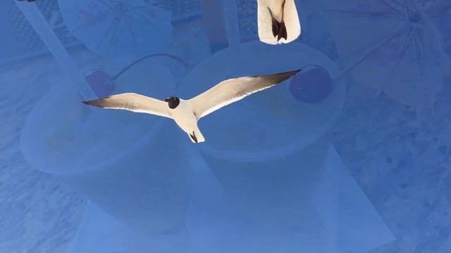 Дружба ???Friendship смотреть онлайн