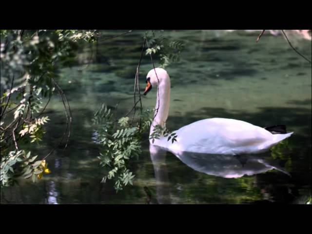 Города России. Алупка. Путешествие по городу