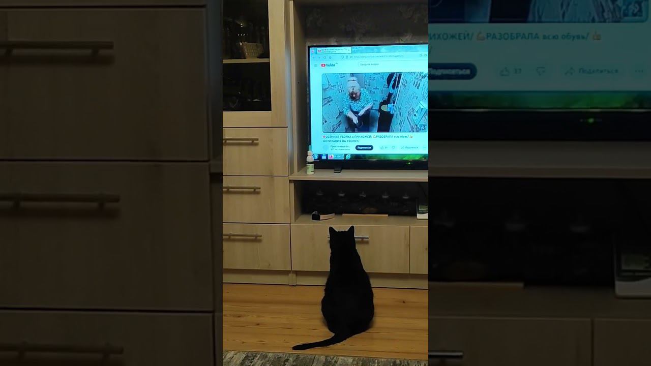 Кошка которая.любит смотреть Ютуб)) смотреть онлайн