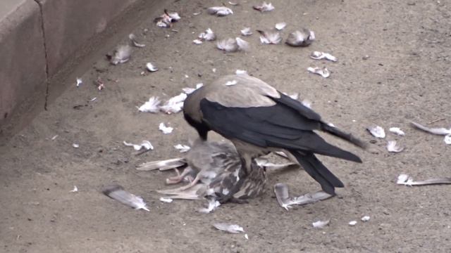 Ворона ест голубя смотреть онлайн