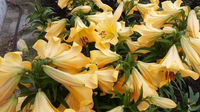 лилия от-гибрид Салтарелло смотреть онлайн