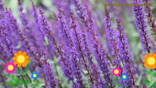 Шалфей дубравный. Краткий обзор: Шалфей дубравный описание характеристик, где купить salvia nemoros смотреть онлайн