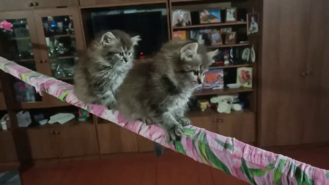 Веселые котята ? funny kittens смотреть онлайн