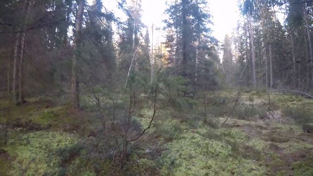🌳 Куча планов. К фото-ловушке, найти места для капканов, экспериментальный солонец. 24 Ноября 2019 смотреть онлайн