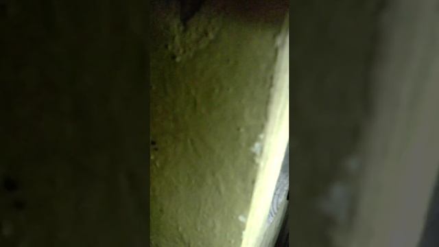Как приручить шиншиллу!Быстро и эфективно!) смотреть онлайн