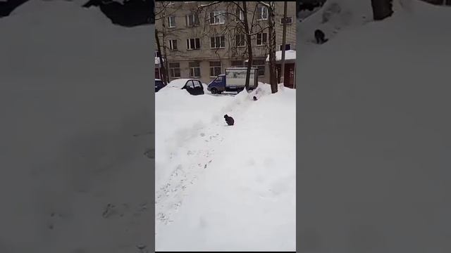 Мысли динамит. Официальный кошачий клип. смотреть онлайн