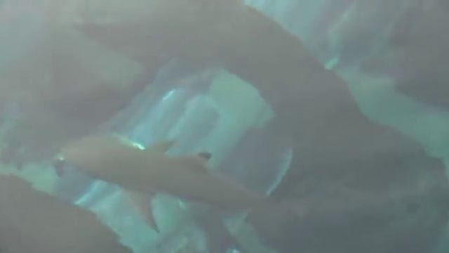 Аквапарк Атлантис - Aquaventure In Dubai