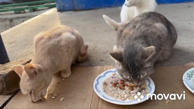 Кормление бездомных кошек # 8 смотреть онлайн