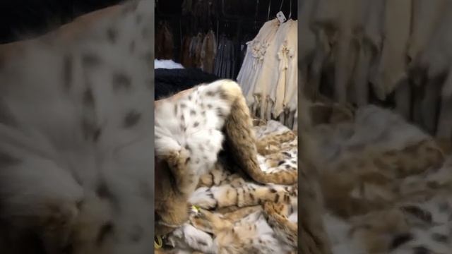 Шубы из рыси Милан Италия:(+39)3341694865 смотреть онлайн