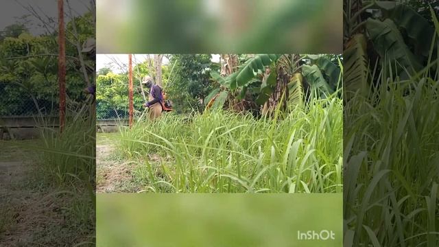 potong rumput di homestay/ cut the grass at homestay смотреть онлайн