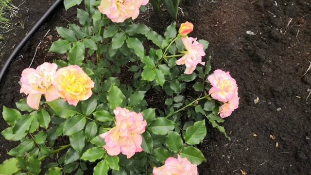 Розы первогодки  сезон 2024    .