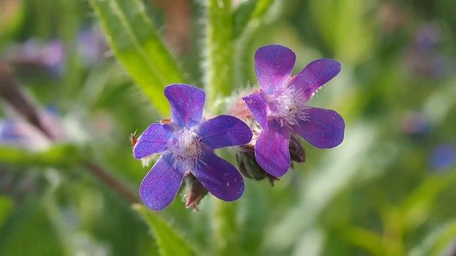 Buglosse d'Italie (Anchusa italica) ou Buglosse azurée (Anchusa azurea). смотреть онлайн