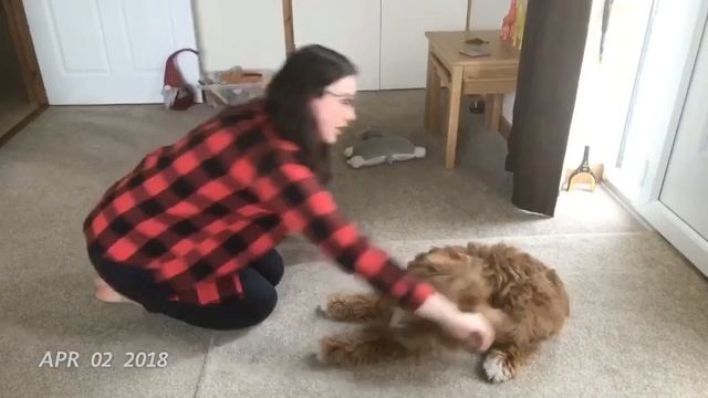 1 Second Everyday - Cockapoo Puppy - Year 1 смотреть онлайн