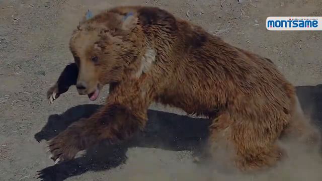 Gobi bear gives birth to twin cubs in Gobi Altai смотреть онлайн