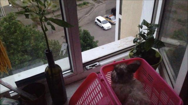 Груша - Мальчишка-Кадет смотреть онлайн