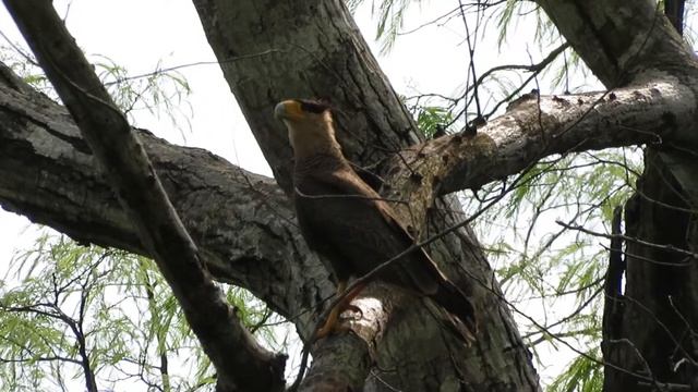 Southern Crested Caracara has funny mannerisms (Caracara plancus) смотреть онлайн
