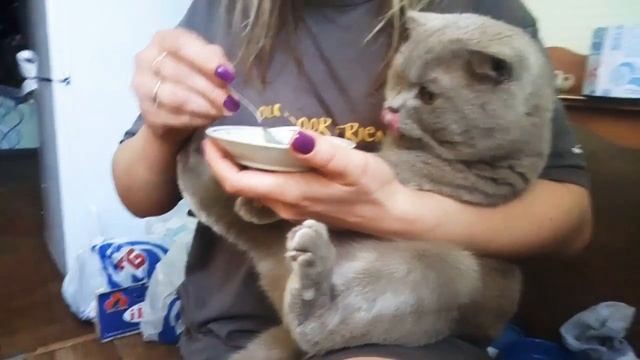 Мой кот кушает с ложечки! смотреть онлайн