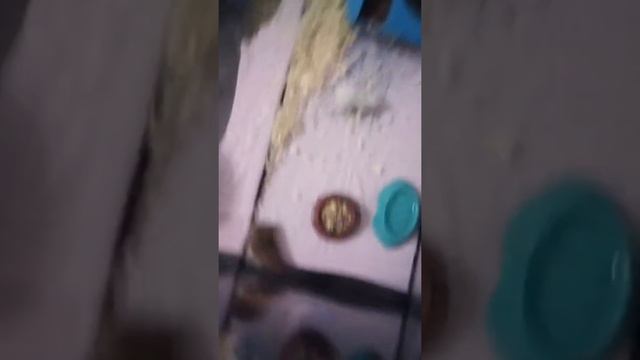 Малышам 14 дня. Открылись глазки. Можно брать на руки. смотреть онлайн