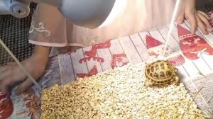 оборудование террариума для сухопутной черепахи.