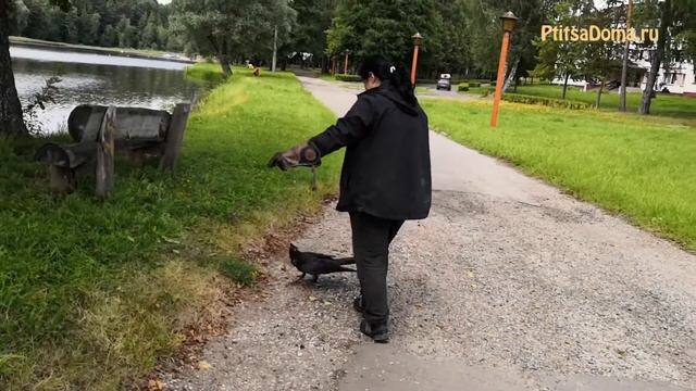 Ручной ворон ведёт себя на прогулке, как щенок смотреть онлайн
