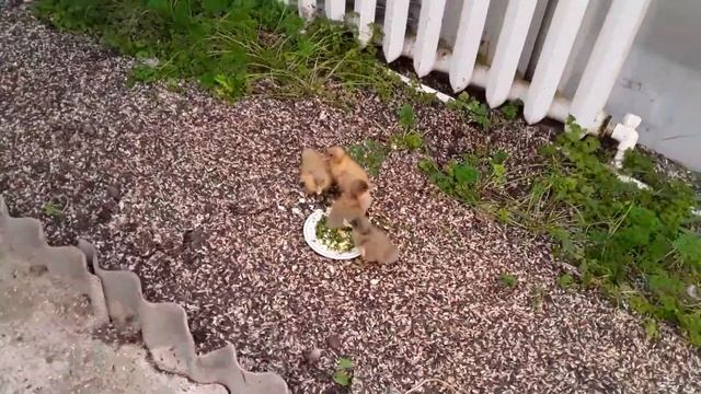 Чем кормить Утят в первые Сутки Жизни / Содержание смотреть онлайн