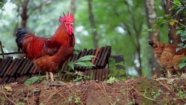 Comment faire p.onde un coq ? @H5Motivation смотреть онлайн