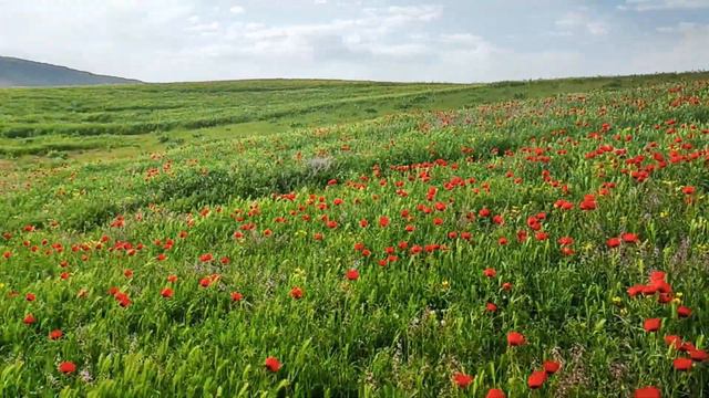 Нурекская ГЭС-самая высокая плотина в мире.Маковые поля Леваканда.Весна.Таджикистан смотреть онлайн