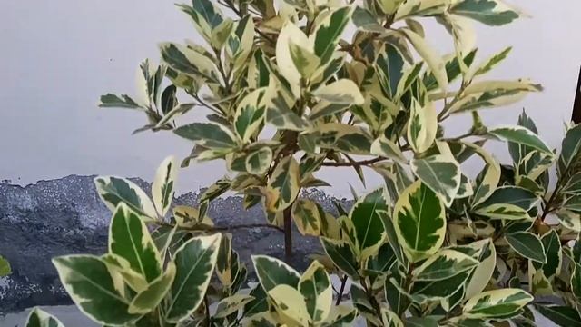 Starlight ficus смотреть онлайн