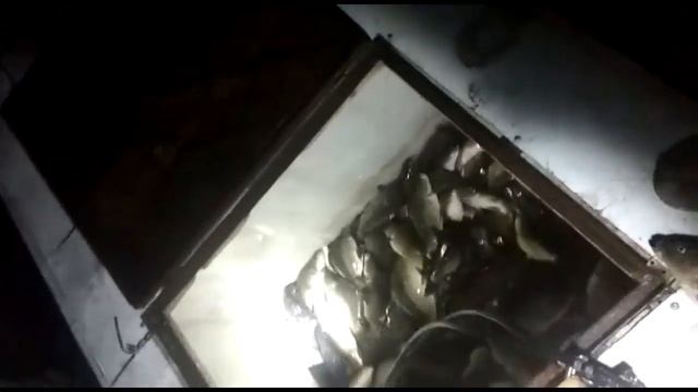Дальний Раг. Зарыбление пруда венгерским карпом смотреть онлайн