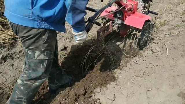 Копання картоплі дизельним мотоблоком кентавр 6 л.с. смотреть онлайн