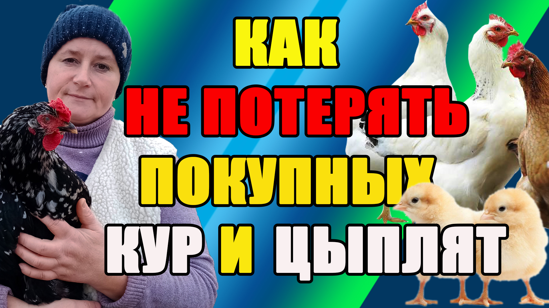 Как НЕ ПОТЕРЯТЬ покупных кур. Как НЕ ПОТЕРЯТЬ инкубированных цыплят на 1-3 сутки. смотреть онлайн